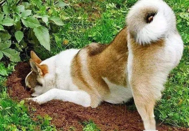 won't your own dog hurt your pet owner after making a mistake and being beaten?